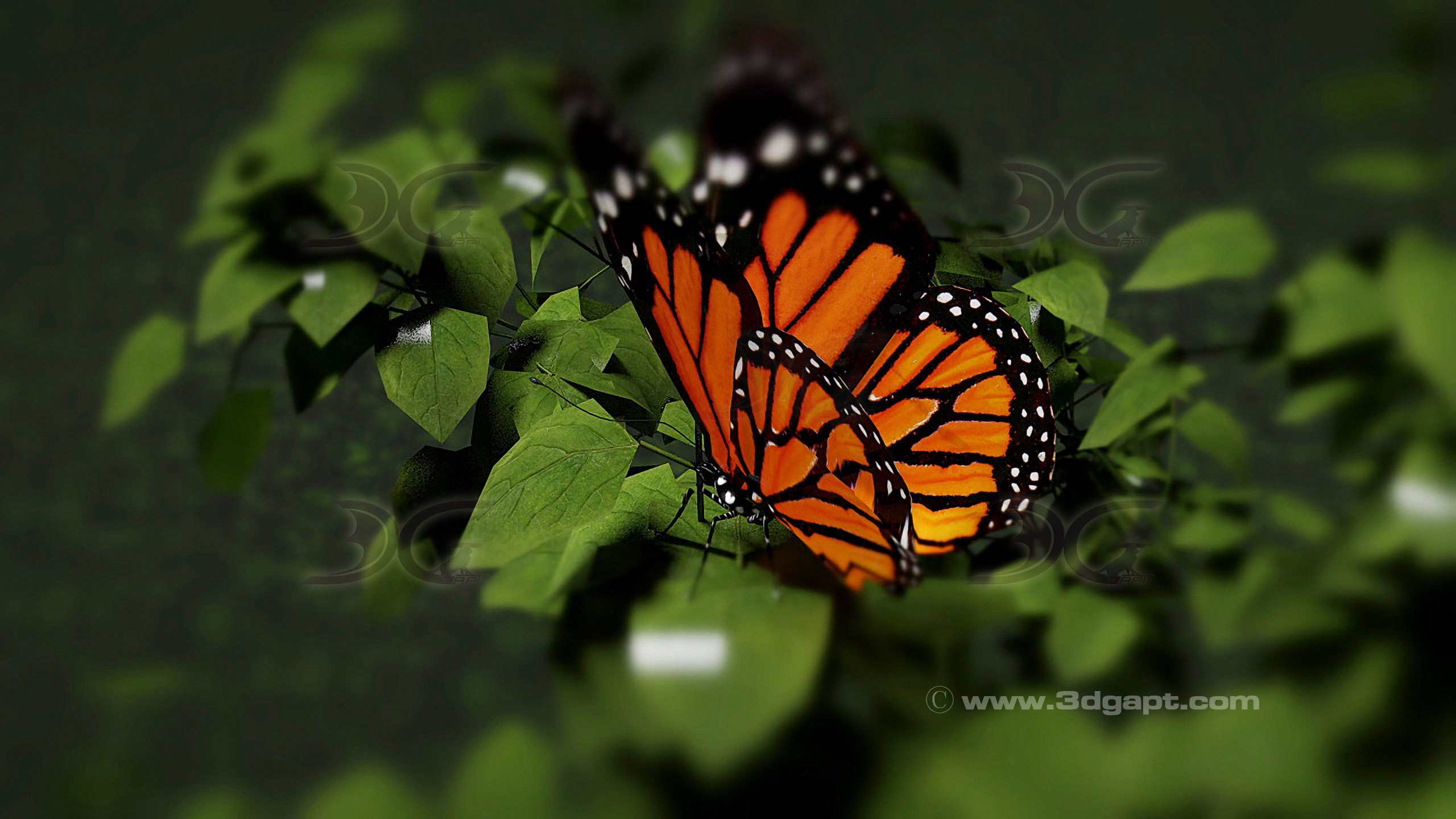 Butterfly